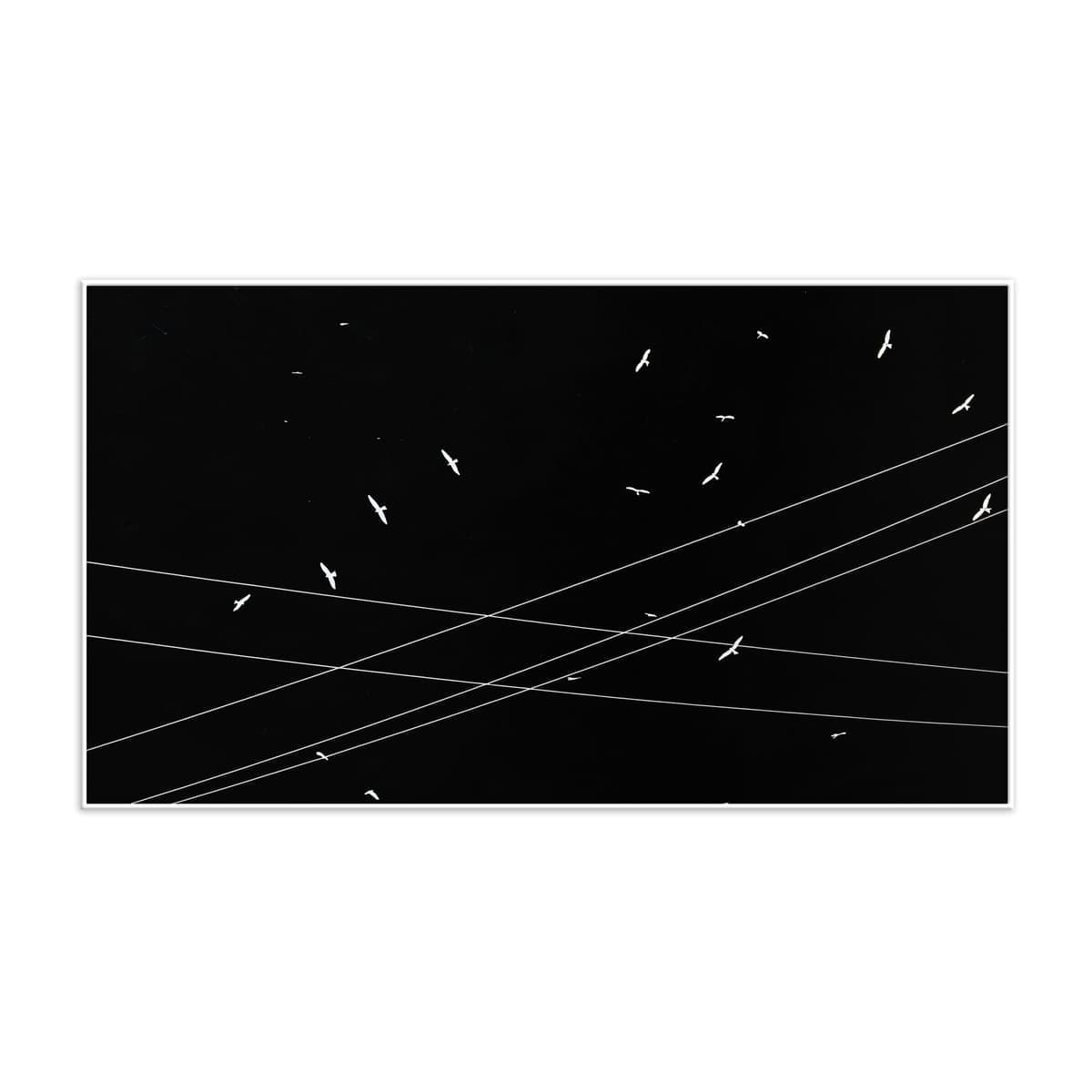 White Wings – (Edition 1/7)